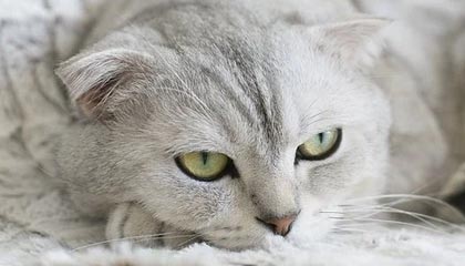 爱游戏赛事中心-中甲风云再起老牌劲旅誓言冲超