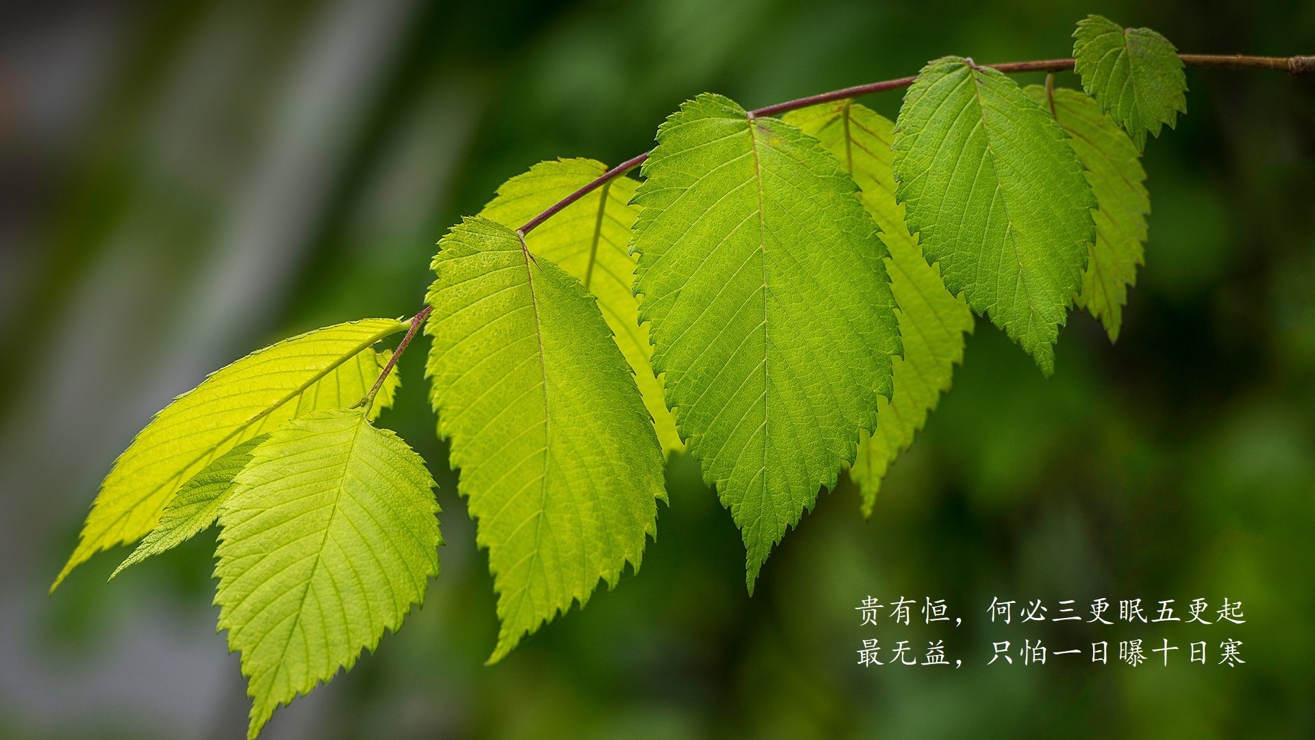 中国篮球联赛品牌推广与粉丝维护策略，篮球品牌营销