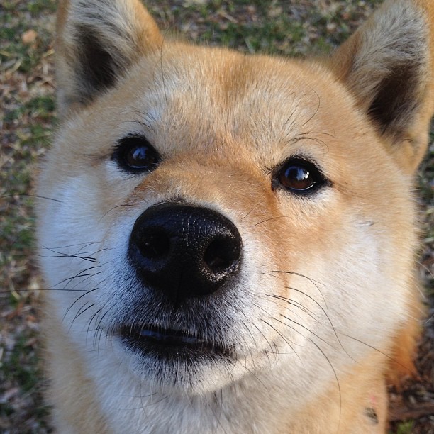高校学生体育社团运行机制与激励模式研究，大学体育社团活动