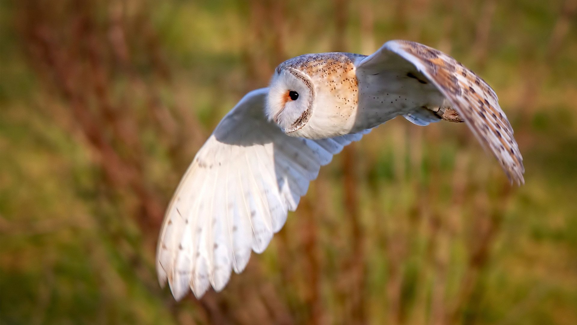 爱游戏直播-中澳接力前两棒胶着 状态接近巅峰，中澳握手