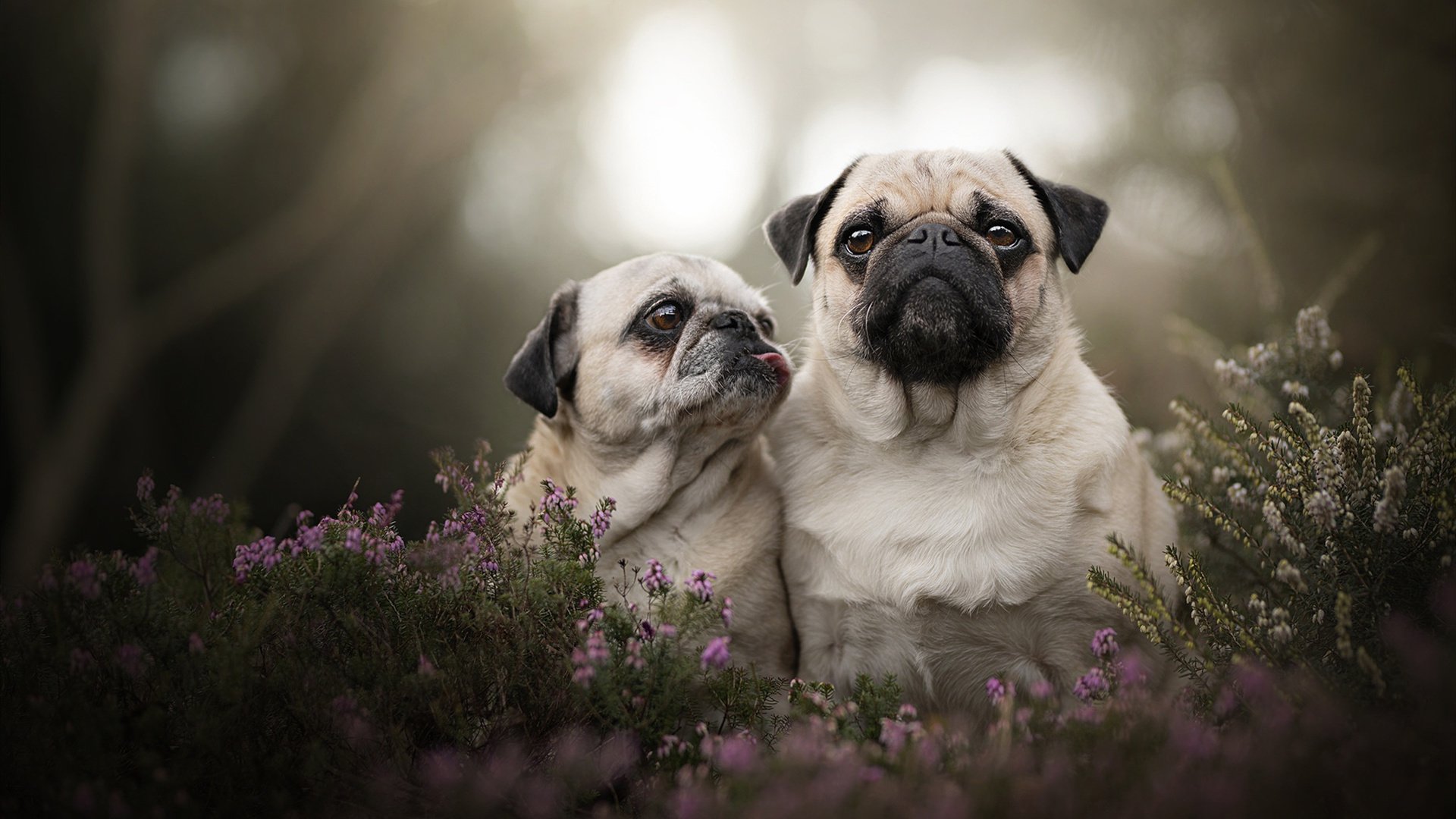 五大联赛是否鼓励后腰向边路释放传球角度，五大联赛进攻型球队